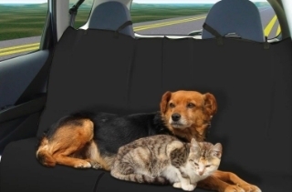 Cách khử mùi hôi của thú cưng trên xe ô tô