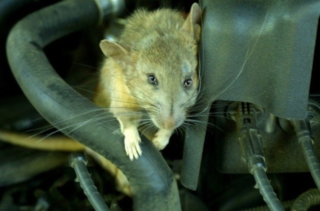 Kinh nghiệm chống chuột trên xe ô tô cực kỳ hiệu quả