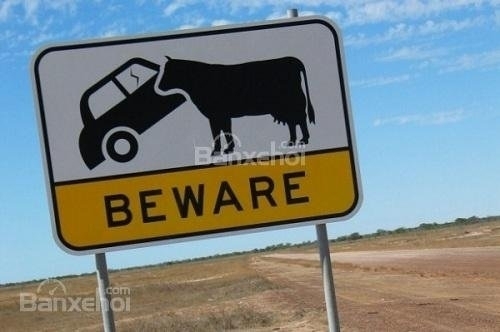 Làm sao để tránh đâm vào động vật khi lái xe ô tô?